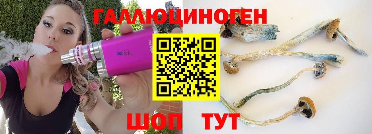 Псилоцибиновые грибы Psilocybine cubensis Свободный